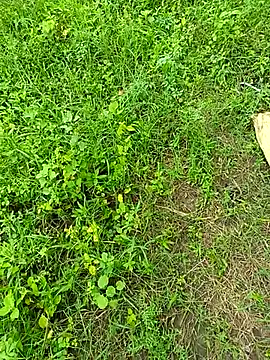 kummuduabbai online show from 09-12-25, 08:25