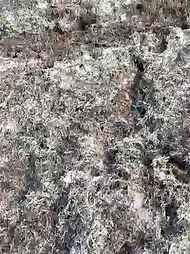 Gopal1243 online show from 02-11-25, 03:50