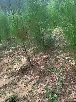 Gopal1243 online show from 11-24-25, 02:11