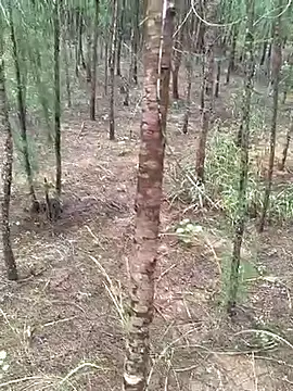 Gopal1243 online show from 10-19-25, 04:48