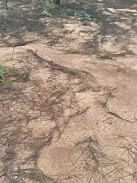 Gopal1243 online show from 10-09-25, 02:01