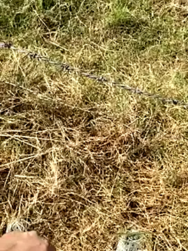 Gopal1243 online show from 01-09-26, 07:59