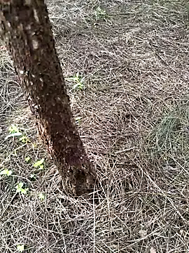 Gopal1243 online show from 09-23-25, 01:01