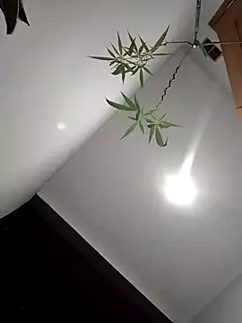 Dwirosebig online show from 12-04-25, 03:11